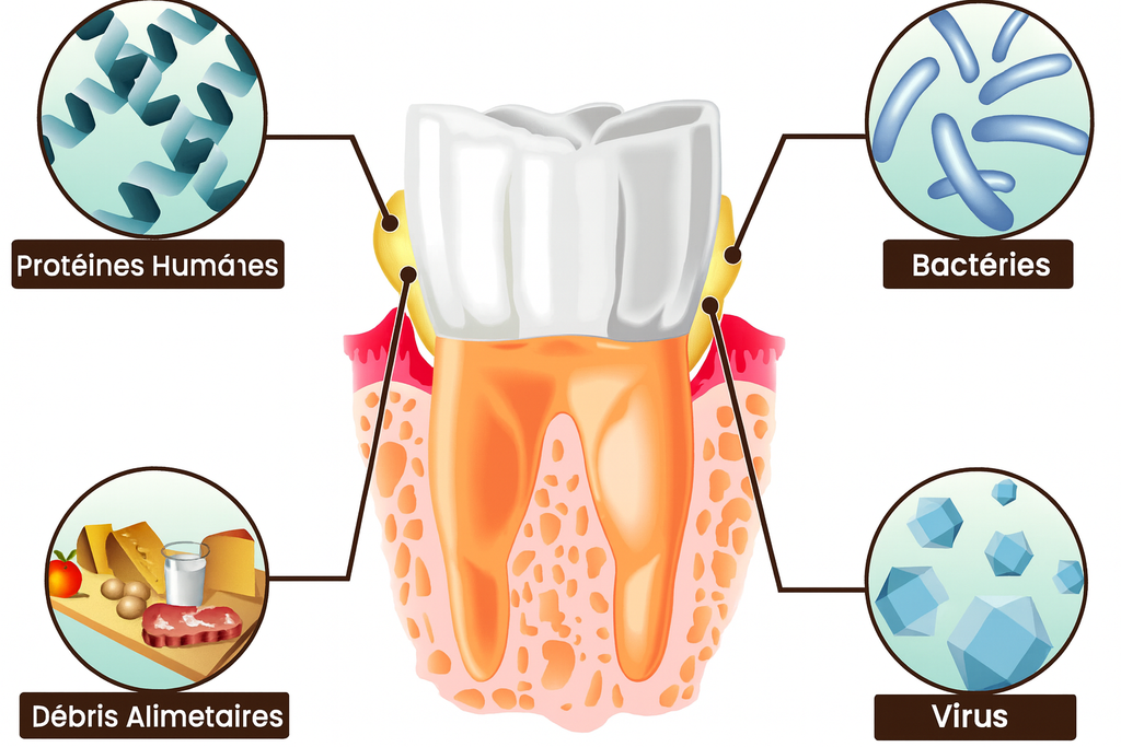 Dentifrice Niacinamide Premium –  Sourire Éclat