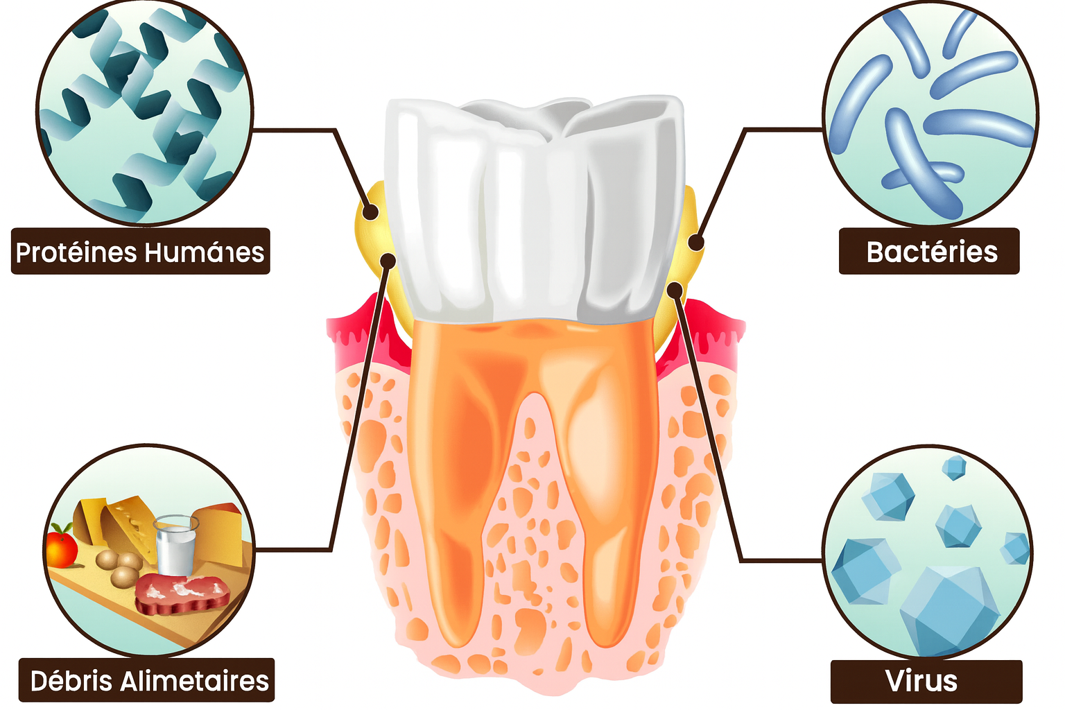 Dentifrice Niacinamide Premium –  Sourire Éclat